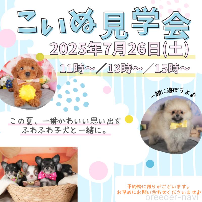 販売中の栃木県のチワワ(ロングコート)-389652の3枚目